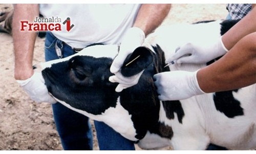 Começou a vacinação de bovinos e búfalos contra a febre aftosa em MG