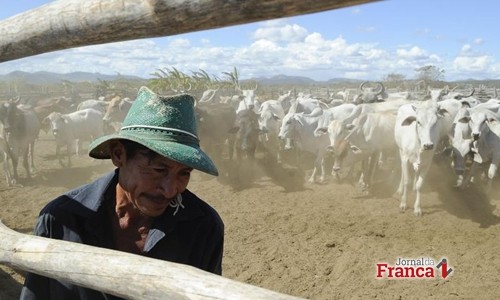 Brasil recebe certificação de país livre da febre aftosa com vacinação