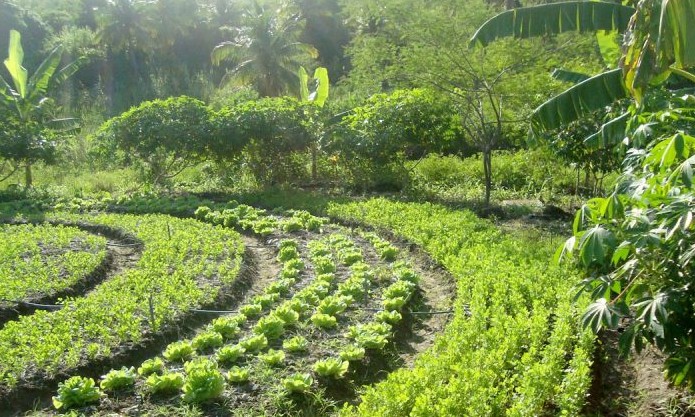 SMA oferece curso a distância gratuito de sistemas agroflorestais