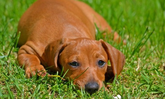 Cães podem sofrer de depressão, um dos grandes problemas nos dias de hoje