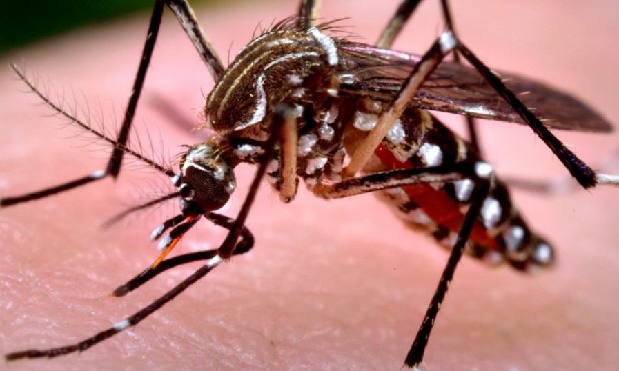 Região de Franca em alerta ou com risco de surto para doenças do Aedes aegypti