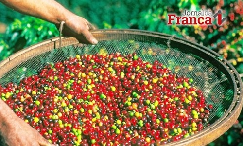 Preço da saca de café cai 2% e é vendida a R$ 490,00 na praça de Franca