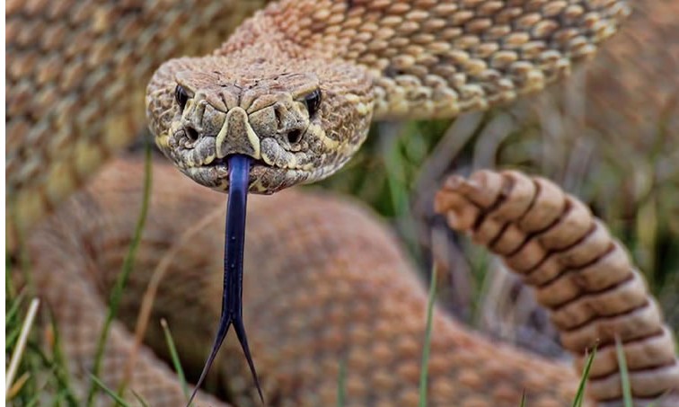 Veneno de cobra cascavel pode ajudar a queimar calorias, segundo estudo