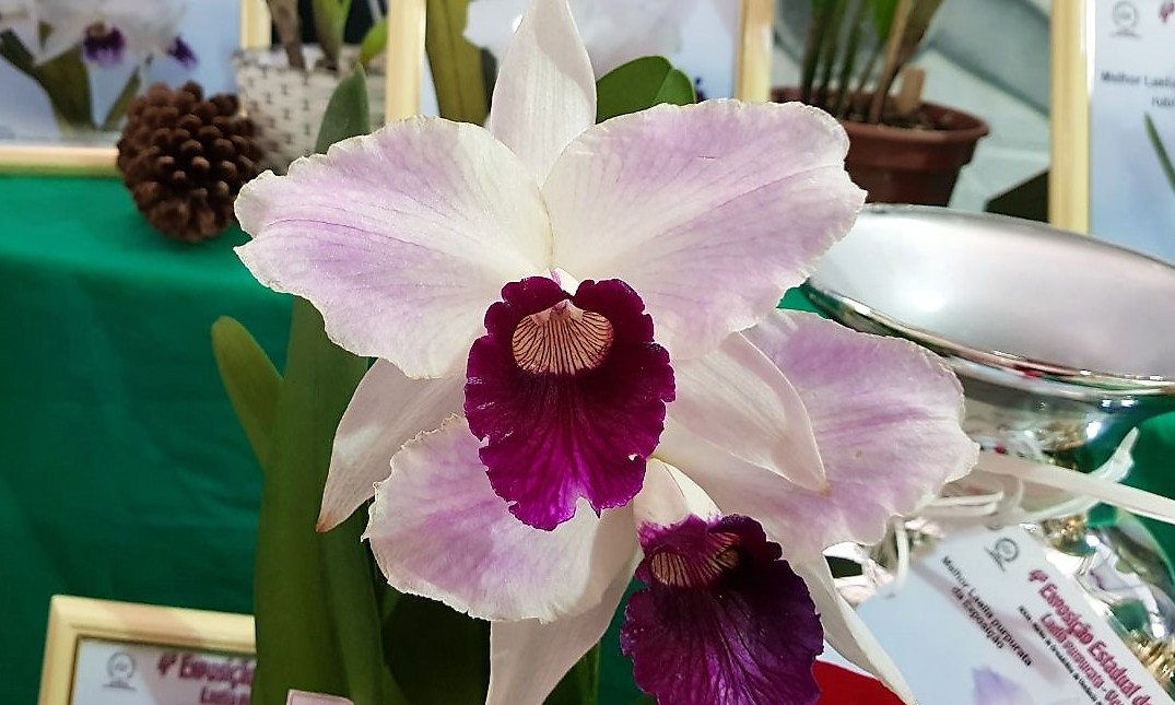IV Festival de Orquídeas de Franca oferece curso gratuito para cultivo