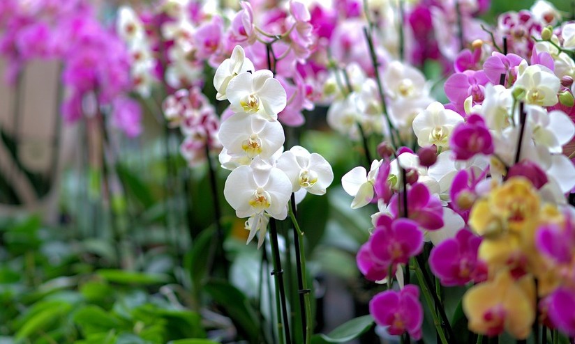 Fussol oferece cursos gratuitos de jardinagem e cultivo de orquídeas