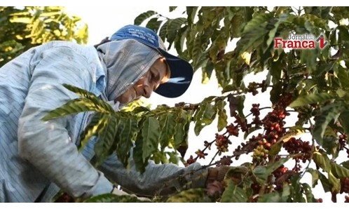 Escritório Carvalhaes diz que seca prolongada preocupa  produtores de café