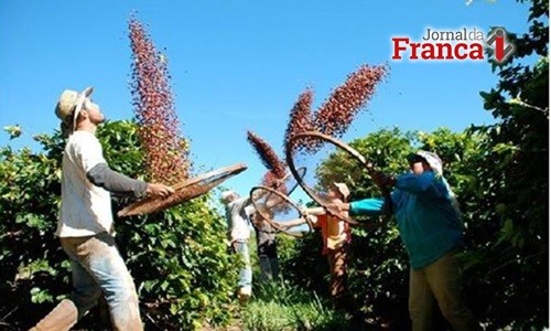 Colheita de café da safra de 2018/19 do Brasil vai a 45%, mas segue atrasada