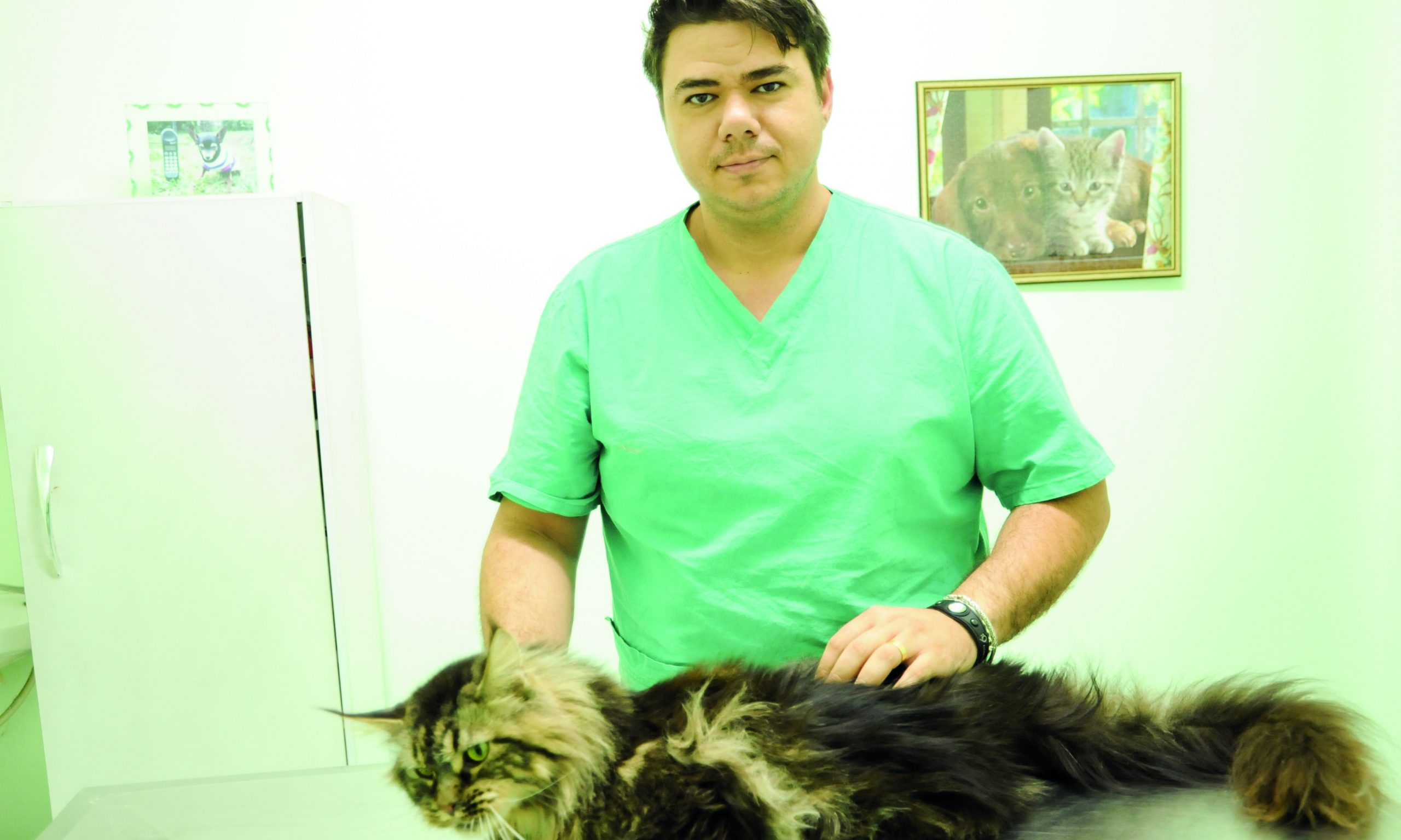 Estima-se que 30% dos gatos estejam contaminados com a toxoplasmose