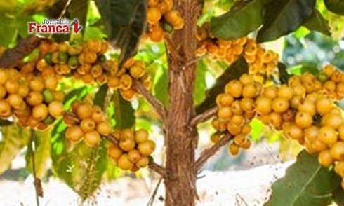 Frutos de café, amarelos e vermelhos no mesmo pé, será o que é?