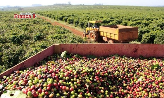 Semana inicia com saca de café cereja descascado vendida a R$ 485 em Franca