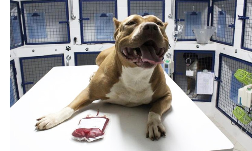 Doação de sangue: seu pet também pode salvar a vida de outros animais
