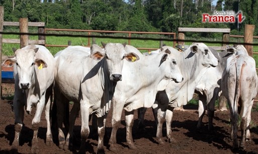 FAESP deve ir à Justiça caso PL sobre embarque de animais vivos seja aprovado