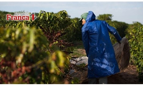 Colheita do café chega a 91% e produção deste ano pode ser recorde