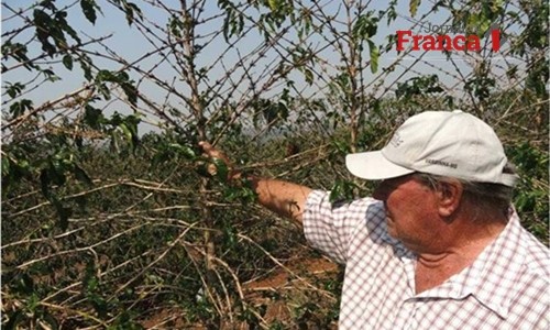Seca preocupa cafeicultores com a safra de 2019, mas favorece colheita deste ano