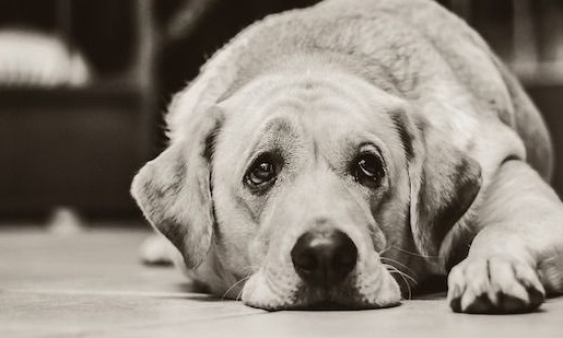 Pets também podem sentir luto. Entenda como isso acontece com o animal