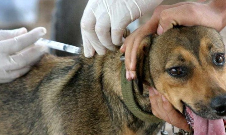 Franca atendeu mais de 6,3 mil cães e gatos com vacinação antirrábica