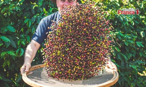 Preços do café caem em Franca: cereja e 4/5 são vendidos a R$ 435 e R$ 420