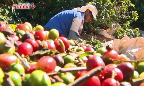 Produção de café deste ano é a maior da história brasileira, diz Conab