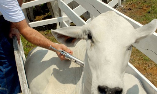 Campanha contra febre aftosa vacinou 98% do rebanho do país