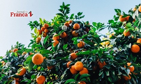 Praga da laranja bate recorde e atinge 18% dos pomares de SP e MG