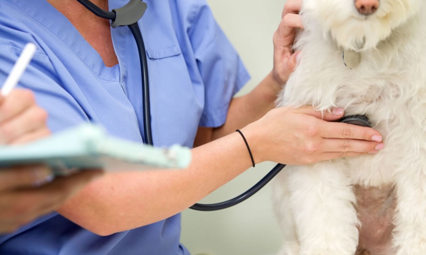 Tratamento adequado em cães permite longevidade e qualidade de vida ao animal