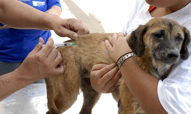 Apesar de raríssima no Brasil, raiva que acomete humanos ainda acontece