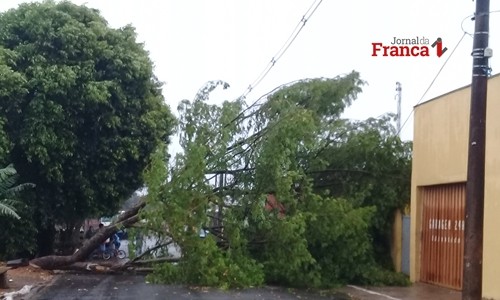 Chuva com ventos causa destelhamentos e queda de árvores na região de Franca