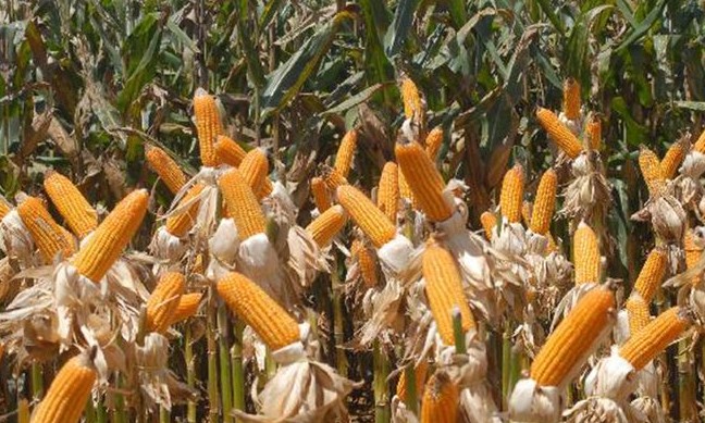 Brasil tem safra recorde de frutas, cereais, leguminosas e oleaginosas