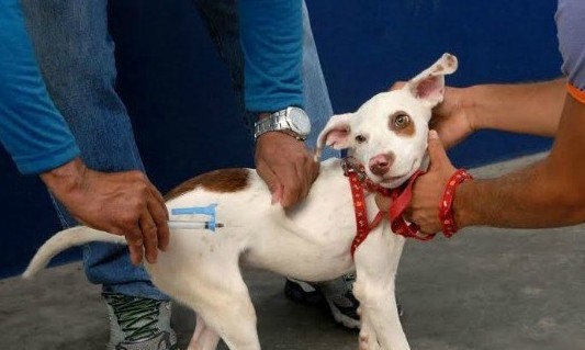 Vacinação antirrábica é prorrogada até o dia 6 de outubro em Franca