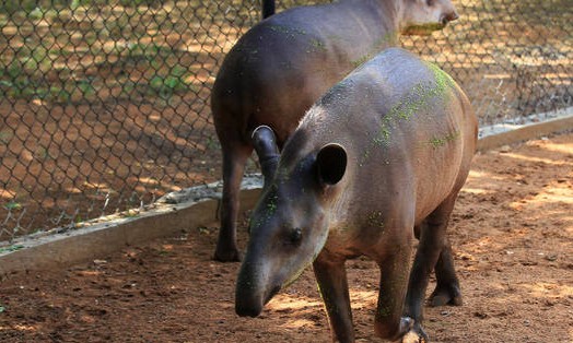 Zoológico de Guaíra é fechado para realização de ampla reforma e melhorias