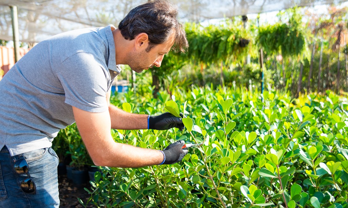 Saiba quais são as plantas indicadas para cada tipo de ambiente e seus cuidados