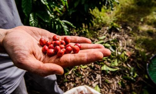 44º Congresso Brasileiro de Pesquisas Cafeeiras começa na terça-feira, 23, em Franca