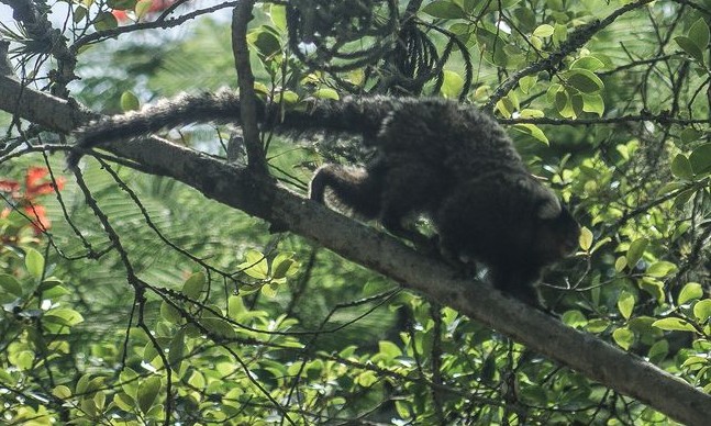Descoberta de vírus da zika em macaco sugere ciclo silvestre da doença