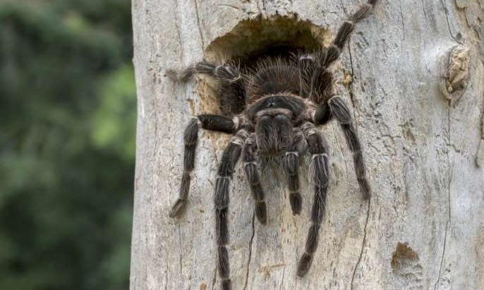 Biólogos criam analgésico com substância extraída de aranha caranguejeira