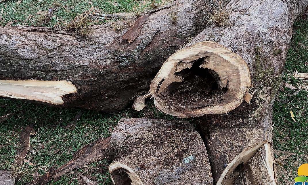 Árvores com cupins da Praça da Santa Casa de Guaíra são retiradas