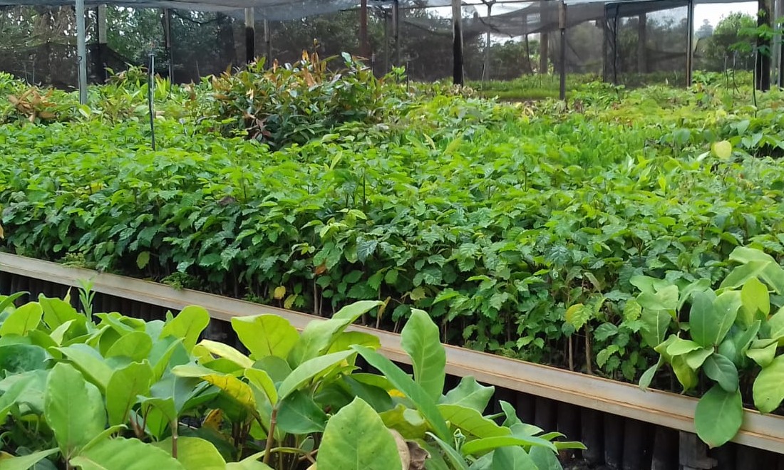 Viveiro de mudas da APAE Batatais amplia vendas no período das águas