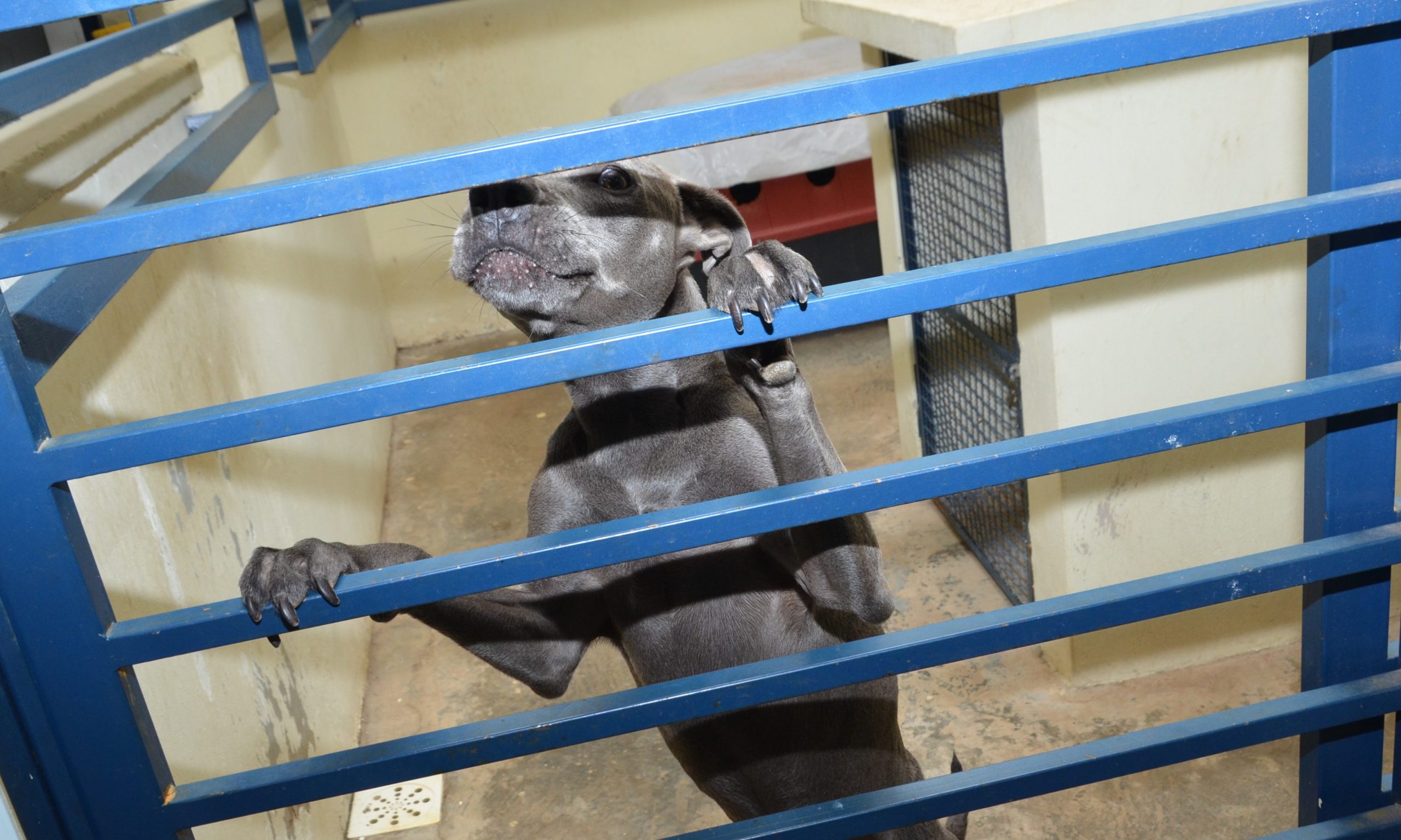 S.O.S Animais será lançado pela prefeitura de Franca para orientações