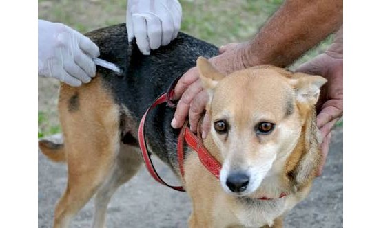 Secretaria de Saúde realiza vacinação animal em vários pontos da cidade no sábado