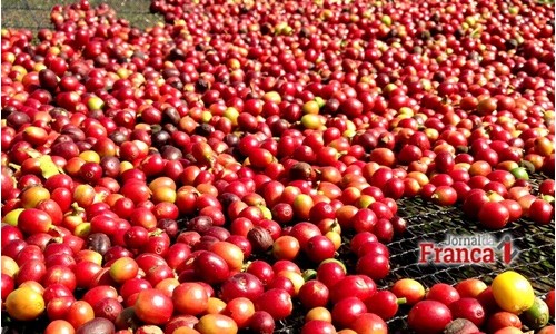 Preço da saca de café oscila positivamente em Franca e chega a R$ 460 e R$ 450