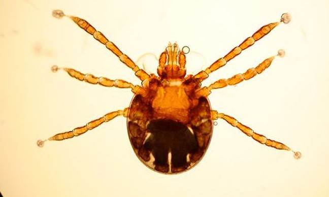USP revela pesquisa sobre resistência do carrapato bovino a pesticida