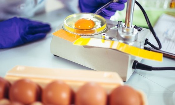 Salmonella tem resistência a diferentes antibióticos, informa pesquisa