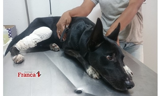 CFM define pela primeira vez o conceito sobre violência contra os animais