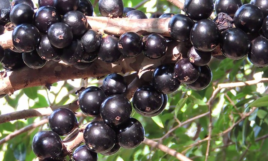 Extrato da casca de jabuticaba ajuda no combate ao pré-diabetes