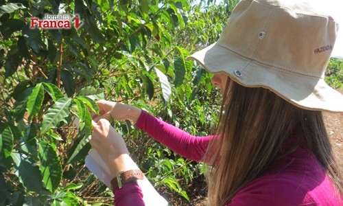 Baixo pegamento das floradas de café preocupa produtores mineiros