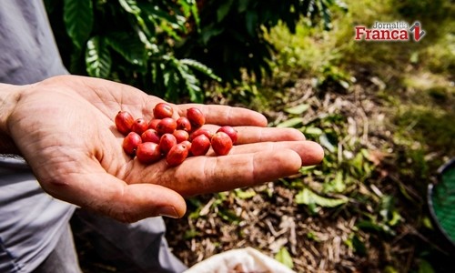 Preço da saca de café não remunera custos do produtor mineiro