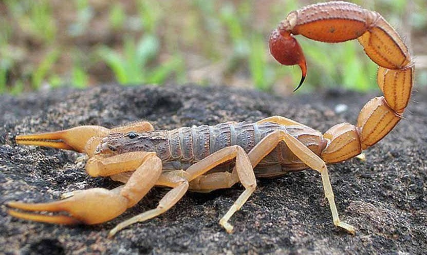 Escorpiões: controle e cuidados que podem evitar infestações e ataques