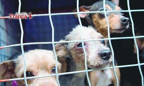 Polícia vai usar resolução para caracterizar maus-tratos a animais