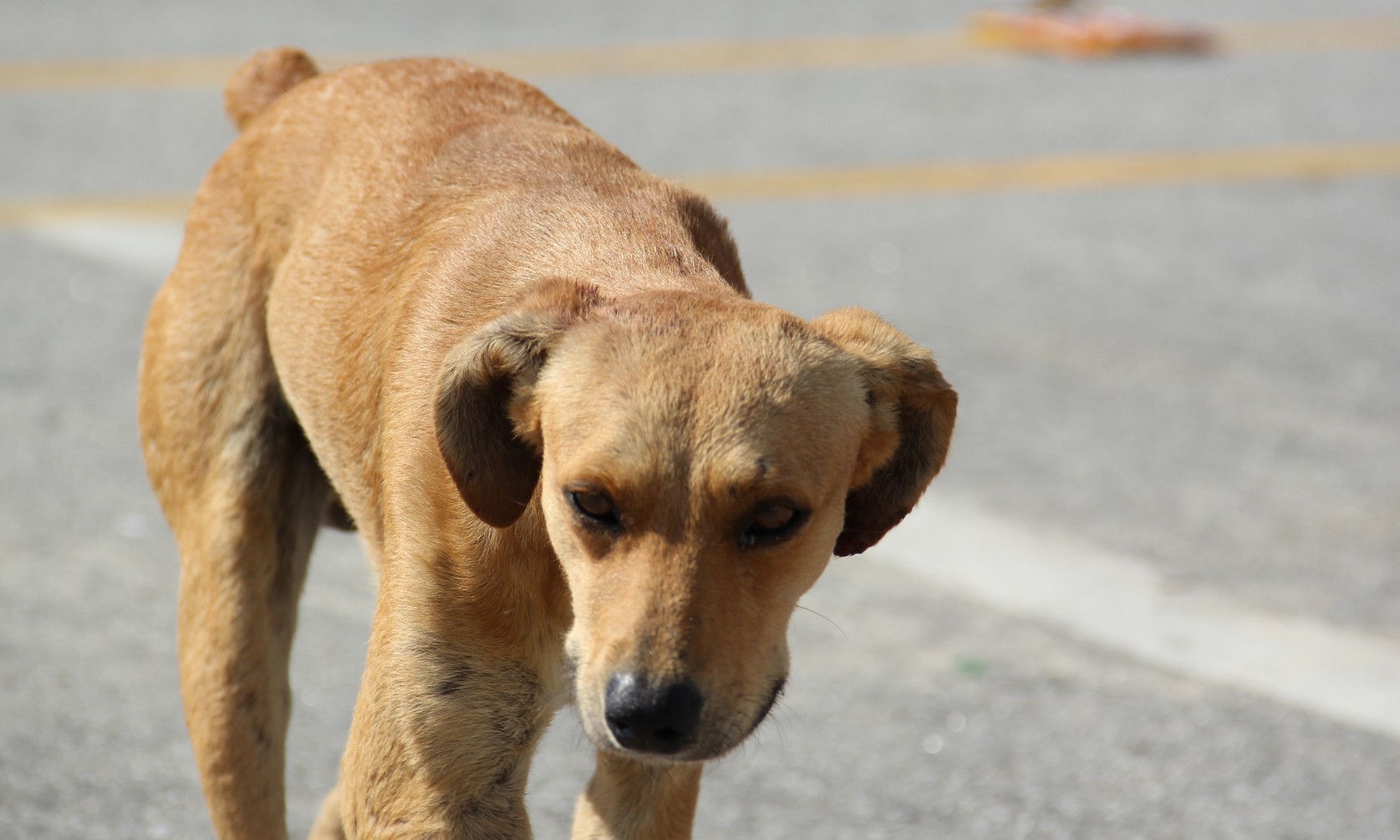 Governo estadual atende animais em 39 municípios; Franca não está na lista
