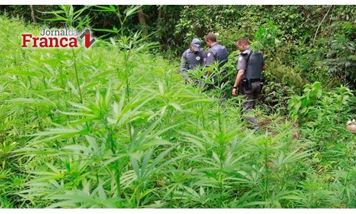 Senado avança em projeto que descriminaliza cultivo de maconha
