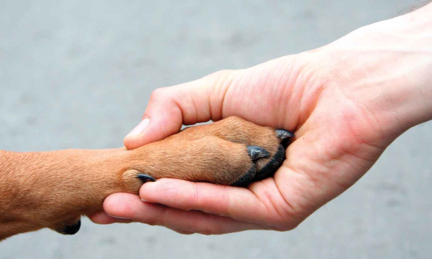 Defesa dos animais: subsecretaria atende em municípios de São Paulo
